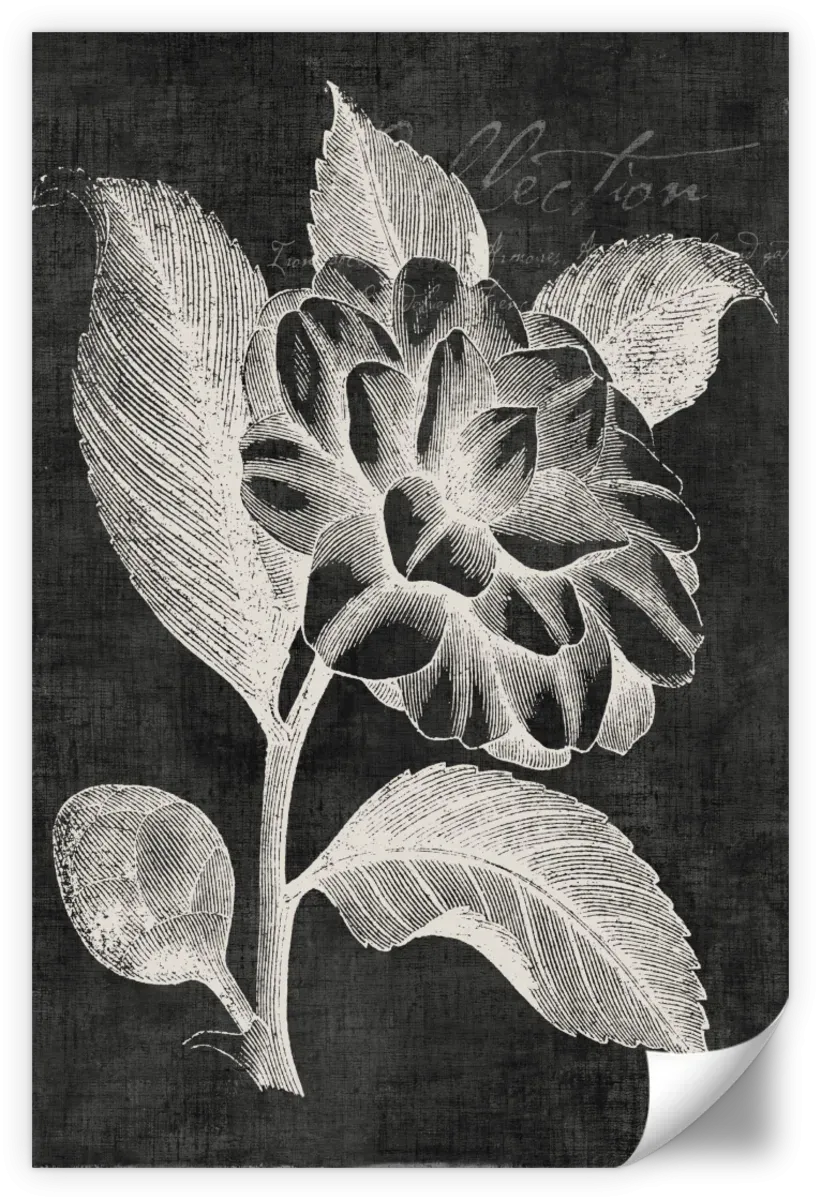 A Black Botanical II Wall Art