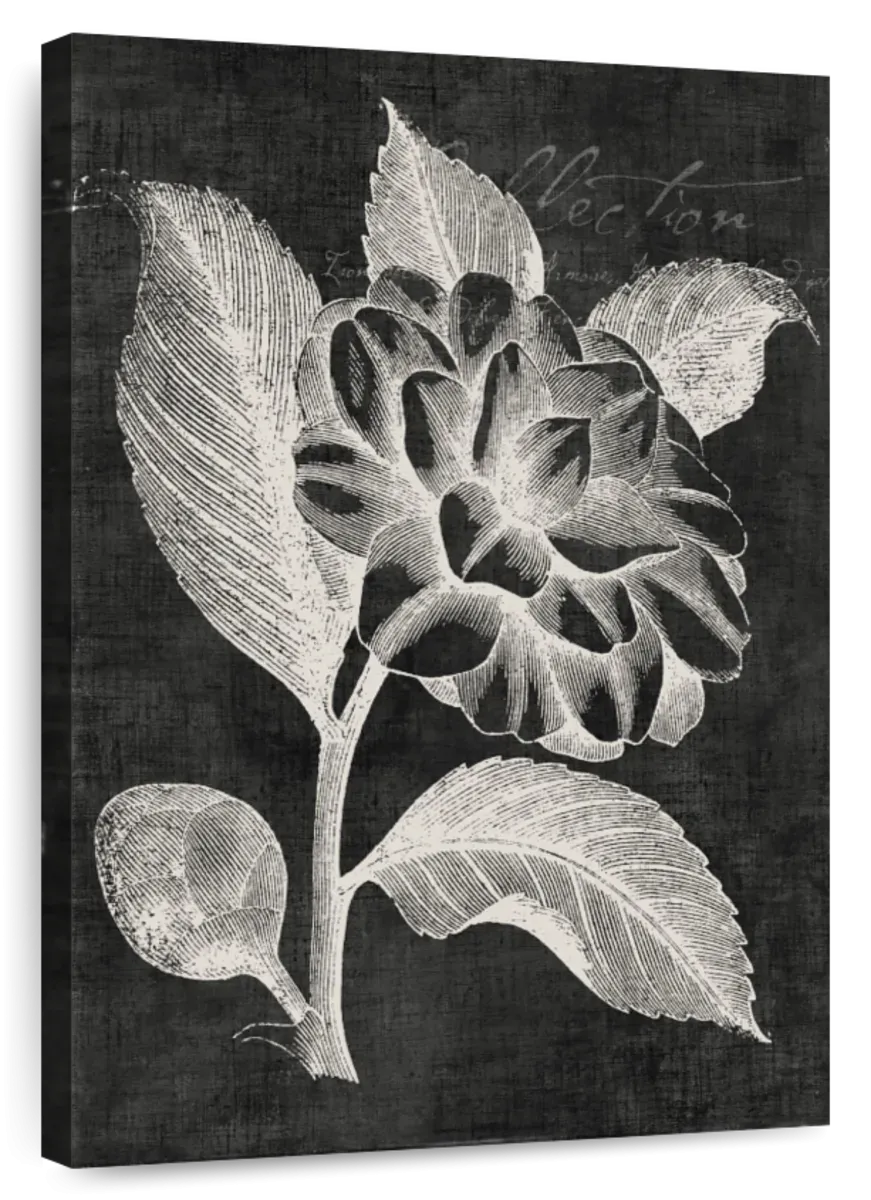 A Black Botanical II Wall Art