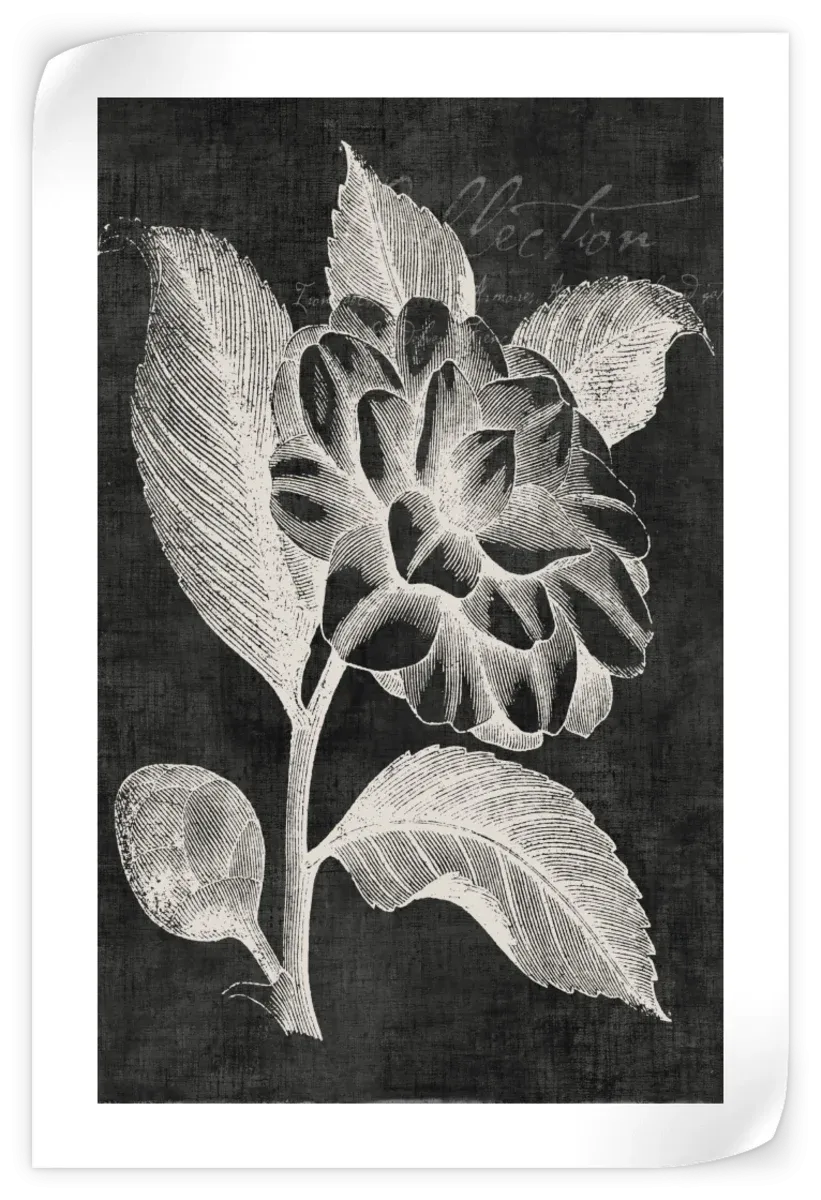 A Black Botanical II Wall Art