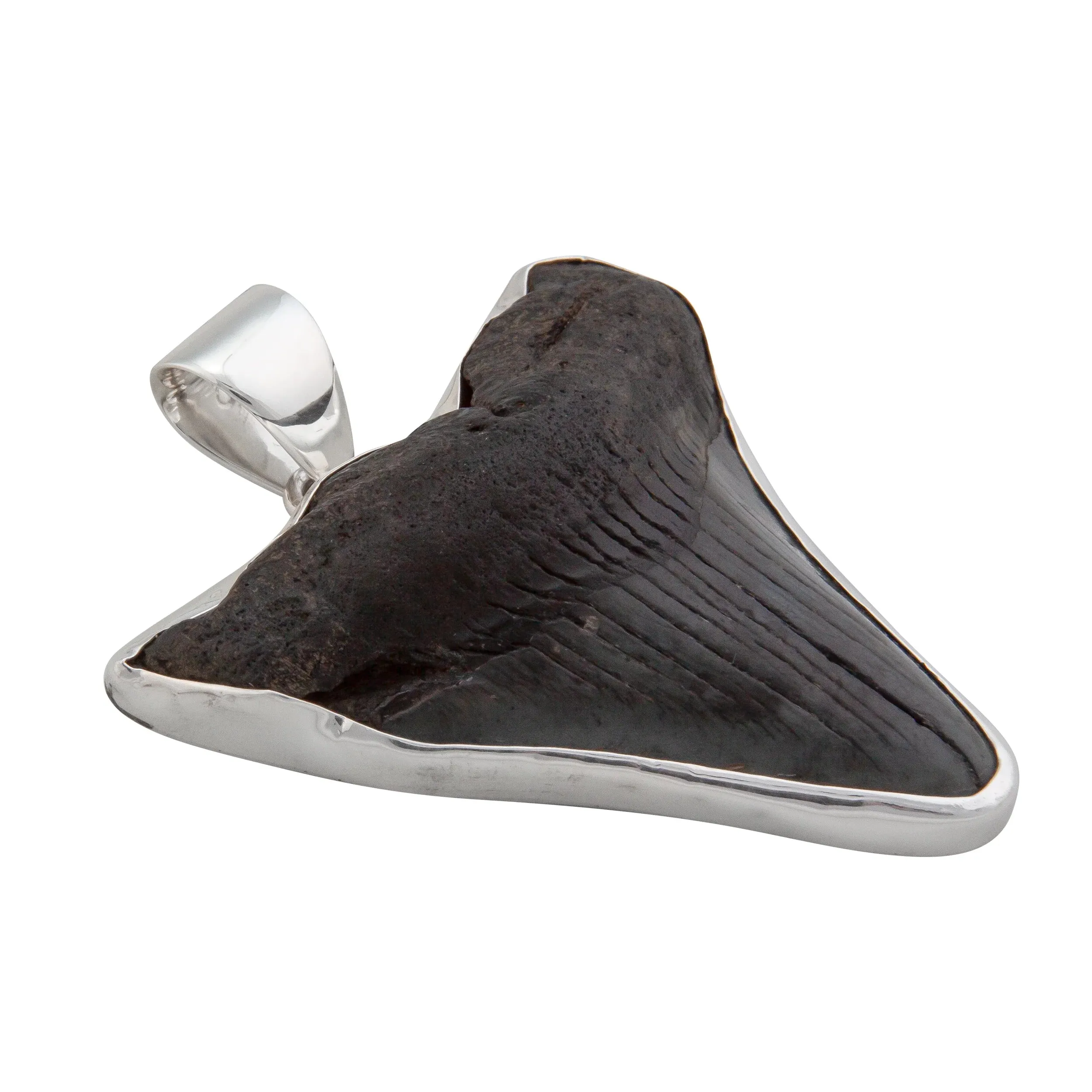 Charles Albert Silver - Fossil Shark Tooth Pendant