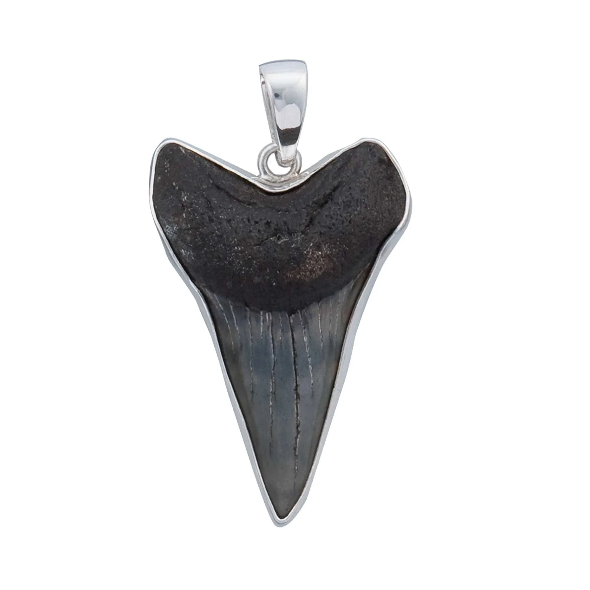 Charles Albert Silver - Fossil Shark Tooth Pendant