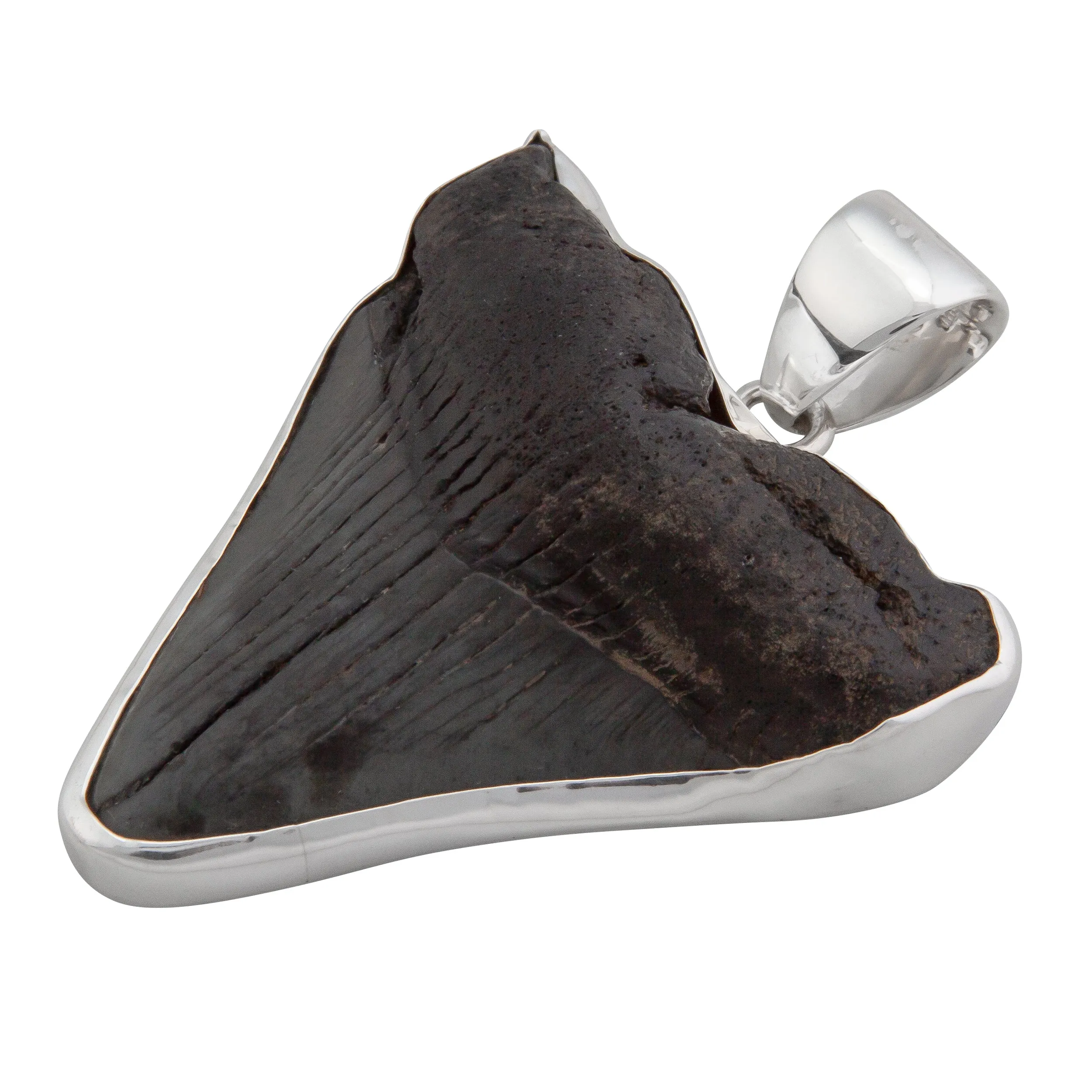 Charles Albert Silver - Fossil Shark Tooth Pendant