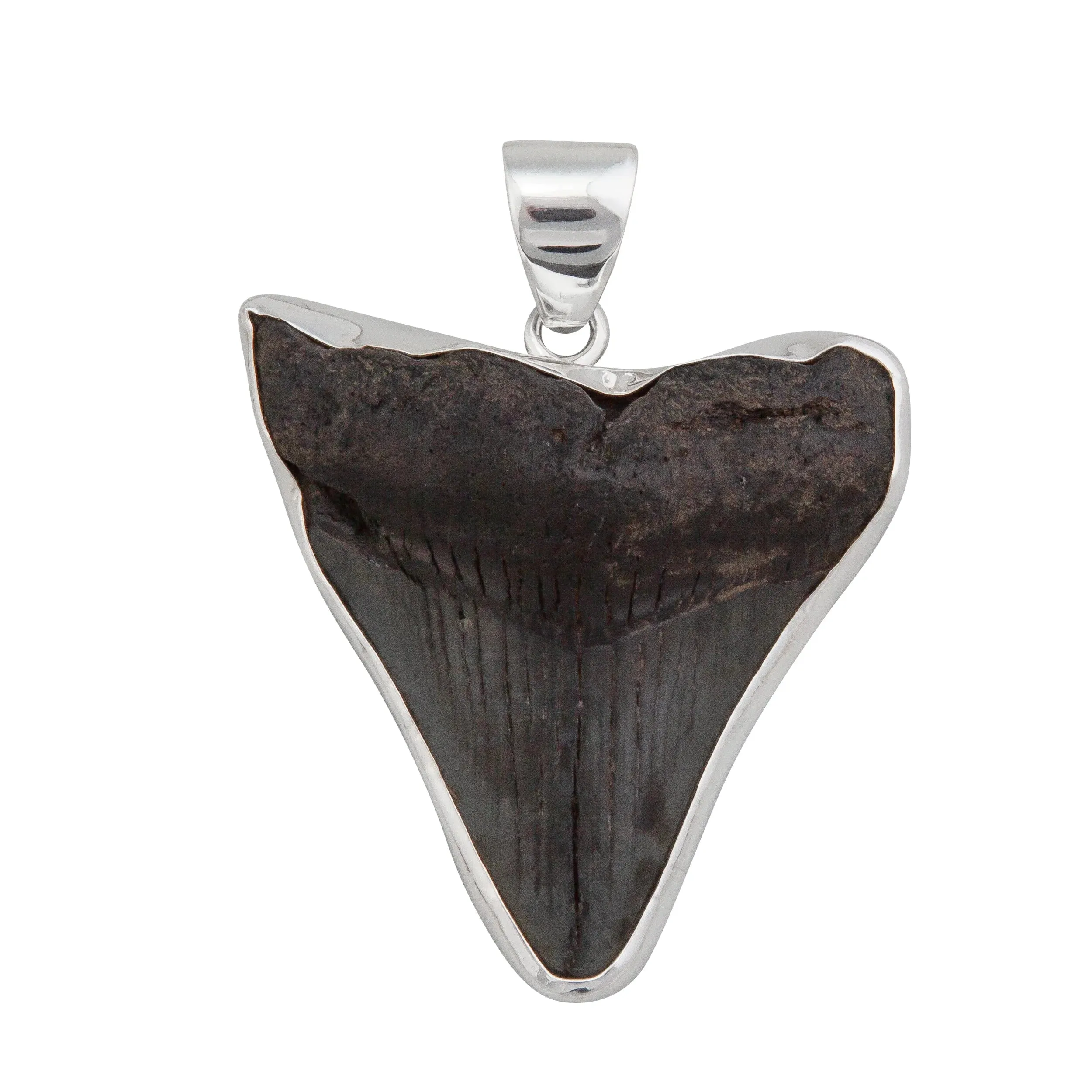 Charles Albert Silver - Fossil Shark Tooth Pendant